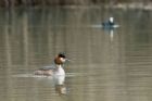 Autore: Luigi Dorigo
Titolo: Podiceps cristatus