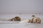 Autore: Luigi Dorigo
Titolo: Gray Seals