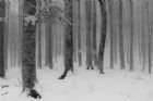 Autore: Rinaldo Checuz
Titolo: Neve in Foresta