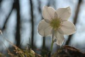 Autore: Luigi DorigoTitolo: Rosa di NataleAnno: 2006