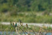 Autore: Luigi DorigoTitolo: Merops Apiaster (gruccione)Anno: 2007