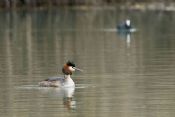 Autore: Luigi DorigoTitolo: Podiceps cristatusAnno: 2008