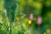 Autore: Luigi DorigoTitolo: orchidee nostraneAnno: 2009