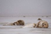Autore: Luigi DorigoTitolo: Gray SealsAnno: 2009