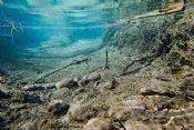 Autore: Luigi DorigoTitolo: underwater experienceAnno: 2011