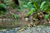 Autore: Luigi DorigoTitolo: Gambero di fiumeAnno: 2011
