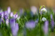 Autore: Luigi DorigoTitolo: Drops of SpringAnno: 2013