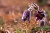 Autore: Luigi DorigoTitolo: PulsatillaAnno: 2003