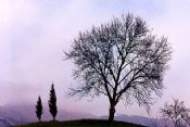 Autore: Luigi DorigoTitolo: A spasso per CampeaAnno: 1996