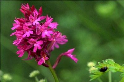 Autore: Giuseppe Fedato
Titolo: Orchidee
Anno: 2003