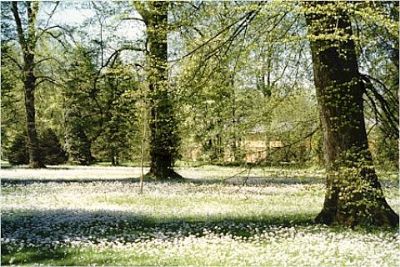 Autore: Iris Bortoletto
Titolo: Alberi
Anno: 1998