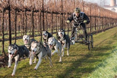 Autore: Massimo Tomasella
Titolo: Campionati mondiali sleddog a Falz
Anno: 2017