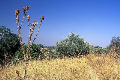 Autore: Alessandro Colomberotto
Titolo: Israele
Anno: 1998