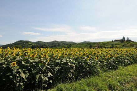 Autore: Antonio Saccol
Titolo: Collio
Anno: 2020